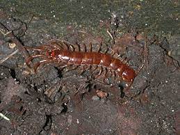 An insect has six legs. Sowbugs Millipedes And Centipedes Umn Extension