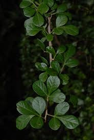 Image result for Searsia nebulosa