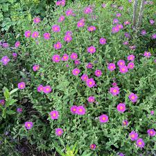 Image result for Cissus guerkeana