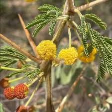 Image result for Acacia grandicornuta