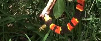 Check spelling or type a new query. Wild Video Shows Venomous Snake Eat Another Snake While A Wasp Attacks Them Both