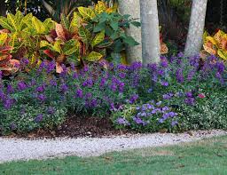 I find that summer flowering phlox is an exclamation point in the perennial border. 15 Best Flowers For Summer Costa Farms