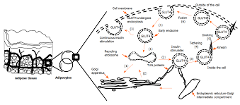 Current understanding of glucose transporter 4 expression and functional  mechanisms