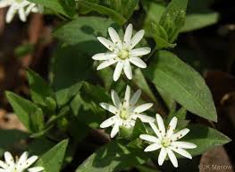 Image result for Stellaria