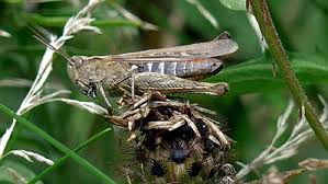 A wide variety of grasshoppers insects options are available to you, such as specification, state, and feature. Bbc Wales Nature Grasshoppers And Crickets