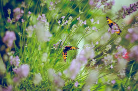 Rabbit & deer resistant deciduous shrubs. Fending Off Spring Critters Deer Rabbit Resistant Plants
