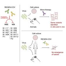 Small changes in the epitope's structure often render the monoclonal antibody unable to detect the target protein. The Monoclonal Antibody Combination Regen Cov Protects Against Sars Cov 2 Mutational Escape In Preclinical And Human Studies Sciencedirect