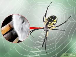What does a male garden spider look like. 3 Ways To Identify A Garden Spider Wikihow