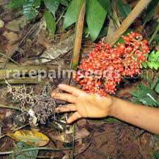 Image result for Renealmia