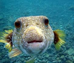 They defend themselves by dealing damage and inflicting poison to nearby players and certain mobs, but do not become hostile. File Puffer Fish Dsc01257 Jpg Wikimedia Commons