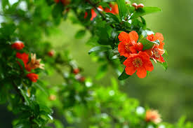 Pomegranate: The pretty blossoms that precede tasty fruits - CGTN