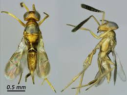 Image result for Oncocalyx bolusii