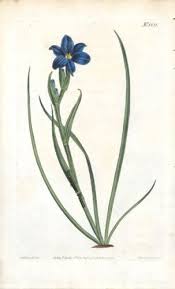 Image result for Aristea