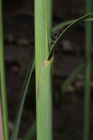 Image result for Andropogon lima