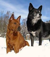 a canaan a thai ridgebach dog dog stories canaan dog dogs