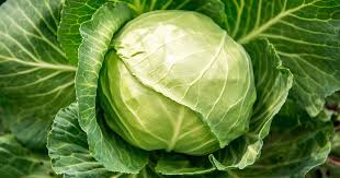 Weißkohl pflanzen, pflegen, ernten: Die besten Tipps - Mein schöner Garten