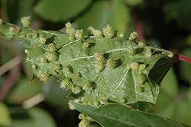 Image result for Bystiscus betulae grapevine