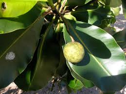 Image result for Calophyllum inophyllum