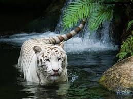 31 Animals Wallpapers Hd Ideas Animal Wallpaper Animals Cat Wallpaper