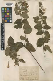 Image result for Lonicera confusa