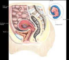 Human anatomy poster with best finishing options provides a simple overview of the location and functions of the major internal organs. Heddatron Dramaturgy Distortion Of Internal Organs During Pregnancy