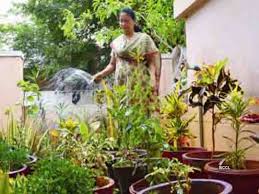 How To Get Rid Weeds In Home,கல் உப்பை வைத்தே எப்படி செடிகளில் உள்ள பூச்சி, களைகளை விரட்டலாம்? - how to get rid weeds in your home in a natural way - Samayam Tamil