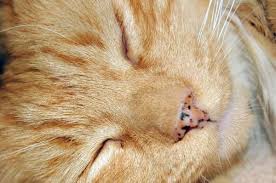 Lentigo maligna (lm) and lentigo maligna melanoma (lmm) are types of skin cancer. 5 Remarkable Facts About Cat Nose Freckles Catster