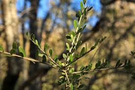 Image result for Maerua parvifolia