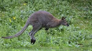 Facebook gives people the power to share and makes the world more open and connected. Un Wallaby En Fuite Recherche Dans Les Landes