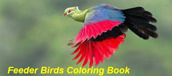 Birds Of South Africa Book Pdf Feeder Bird Coloring Book Birds South African Birds Rare Birds