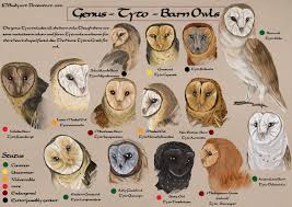 Tyto Species Chart By Busbyart On Deviantart Owls
