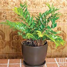 Inside it is more forgiving than other ferns, tolerating less humidity, brighter light and cooler temperatures. Japanese Holly Fern Better Homes Gardens
