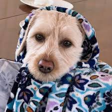 Babushka Bindi *outfit and photo credit to big sis Zoe *thrilled expression  credit to Bindi