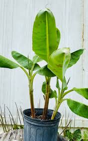 Image result for Musa Cavendish