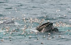 A humpback can sing its long, complicated songs. Humpback Whale Facts Pictures More About Humpback Whale