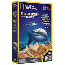 Shark teeth are made up of a hard mineralized enameloid shell surrounding a dentine core. National Geographic Shark Teeth Dig Kit Staples Ca