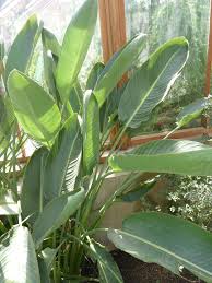 Image result for Strelitziaceae