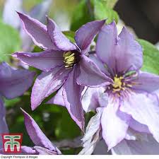 Check spelling or type a new query. Clematis Samaritan Joa Evipo075 Plants Thompson Morgan