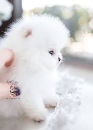 Check spelling or type a new query. White Micro Teacup Pomeranian Puppy For Sale 096 A Pomeranian Puppy Pomeranian Puppy Teacup Teacup Pomeranian