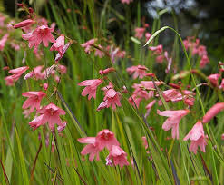 Image result for Tritonia