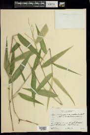 Image result for Acroceras zizanioides