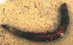 Image result for Aneilema arenicola