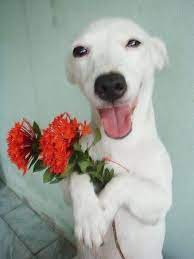 狗比花嬌 泰國汪汪頭戴鮮花莎哇滴咖賣萌中 happy dogs pets cute dogs