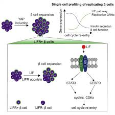Extending rv battery life is not difficult, it just requires basic care and maintenance. Identification Of A Lif Responsive Replication Competent Subpopulation Of Human B Cells Sciencedirect