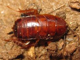 Wood Roach Parcoblatta Wood Bad Bugs Roaches