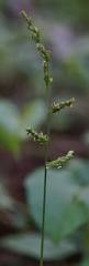 Image result for Urochloa reptans