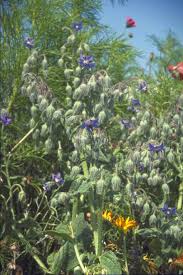 Image result for Borago officinalis