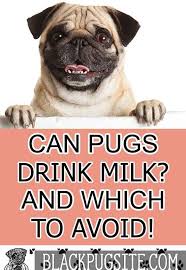 Can Pugs Drink Milk And A Look At Why You Should Never Feed Your Pug Cow S Milk Fruit Dogs Can Eat Foods Dogs Can Eat Drink Milk