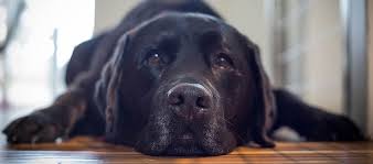 A discussion with you about your concerns, thoughts, or questions surrounding euthanasia. Home Pet Euthanasia Halton Veterinary House Call Services