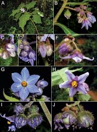 Image result for Solanum schumannianum